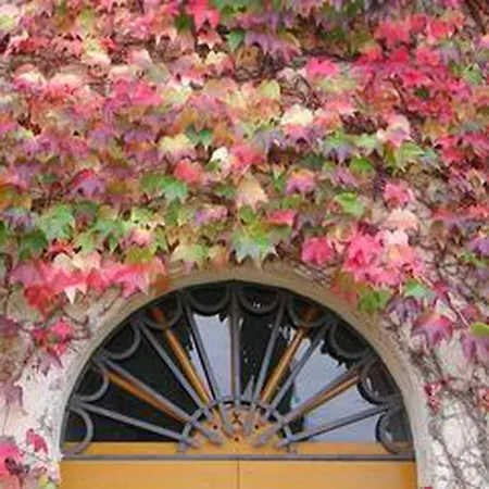 Castello Di Grotti * Corsano